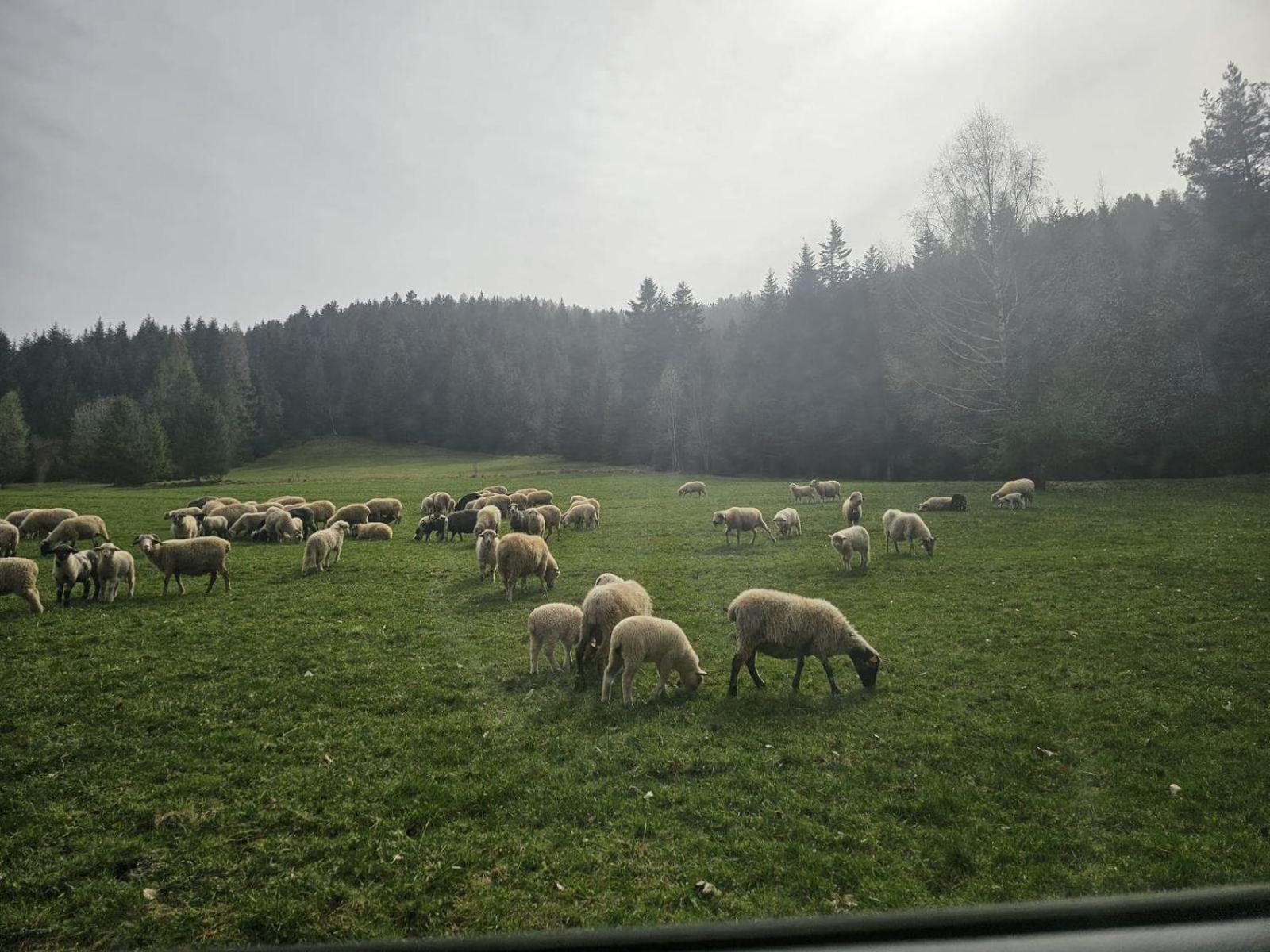 فيلا Szlak By Trafil Poręba Wielka المظهر الخارجي الصورة